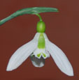 Galanthus graicilis