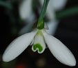 Galanthus plicatus 'Green Teeth'