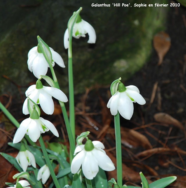 Galanthus 'Hill Poe'