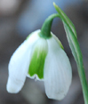 Galanthus 'HIll Poe'
