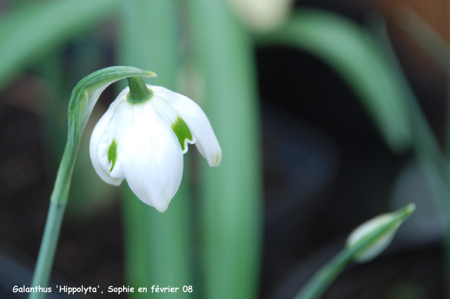 Galanthus 'Hyppolita'