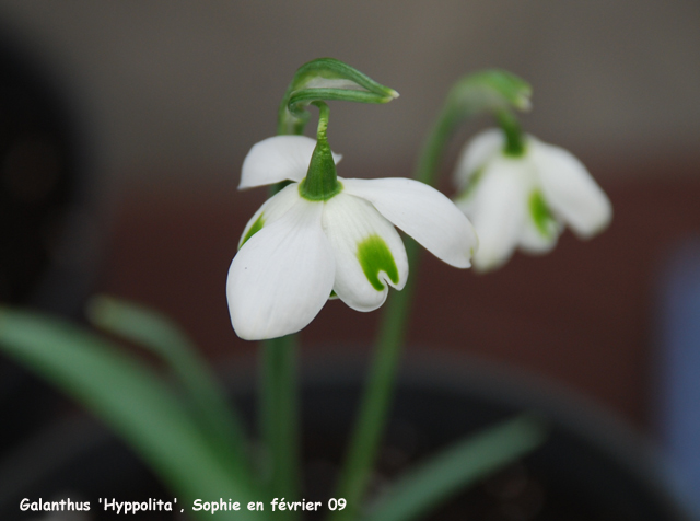 Galanthus 'Hyppolita'