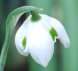 Galanthus 'Hyppolita'