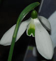 Galanthus 'Imbolc'