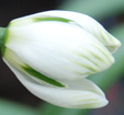 Galanthus 'Jaquenetta'