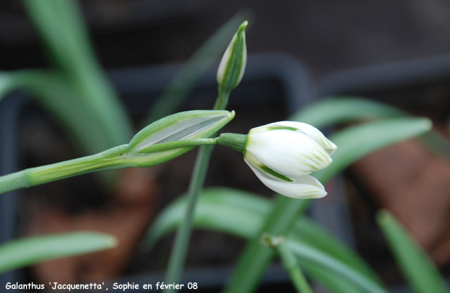 Galanthus 'Jacquenetta'