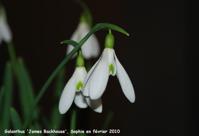 Galanthus 'James Backhouse'