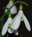 Galanthus 'James Backhouse'