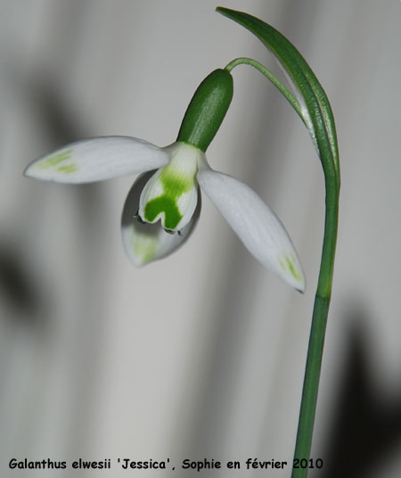 Galanthus elwesii 'Jessica'