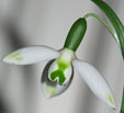 Galanthus elwesii 'Jessica'