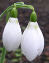 Galanthus 'Ketton'