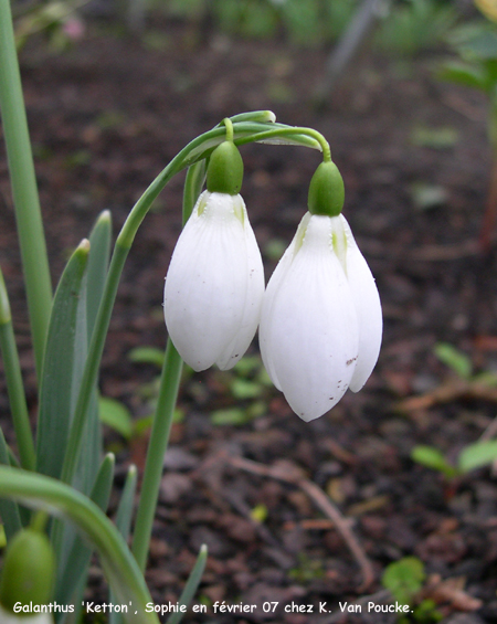 Galanthus 'Ketton'