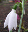 Galanthus elwesii 'Kite'