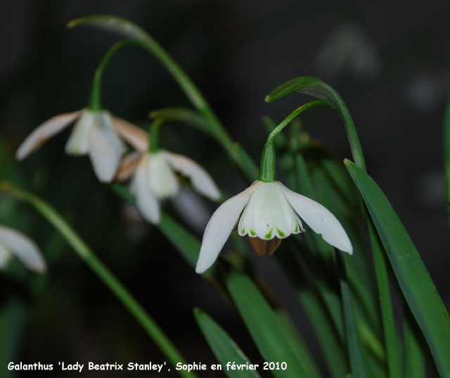 Galanthus 'Lady Beatrix Stanley'