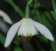 Galanthus 'Lady Beatrix Stanley'