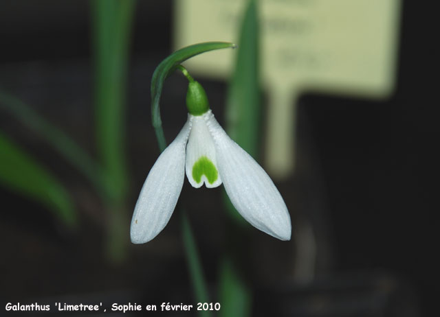 Galanthus 'Limetree'