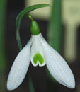 Galanthus 'Limetree'