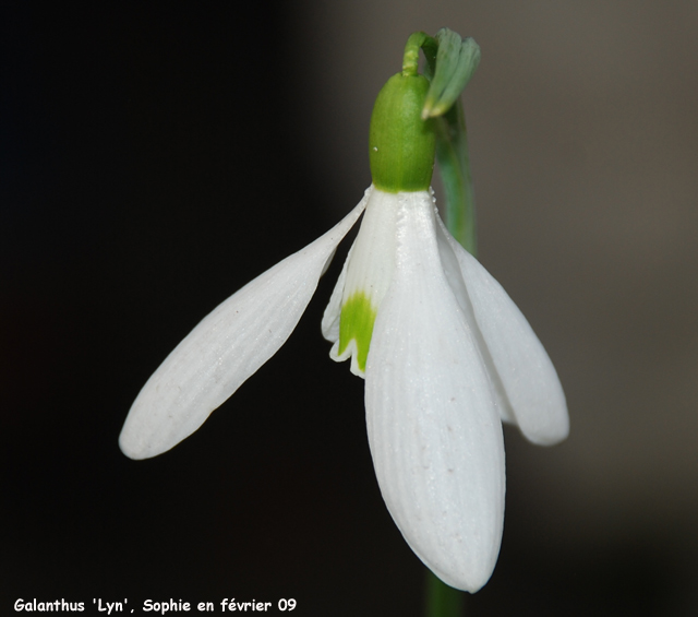 Galanthus 'Lyn'