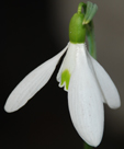 Galanthus 'Lyn'