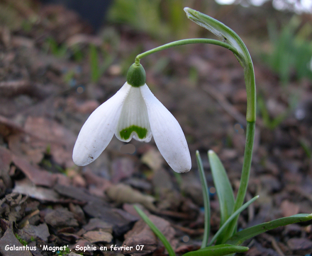 Galanthus 'Magnet'