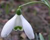 Galanthus 'Magnet'