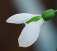 Galanthus 'Merlin'