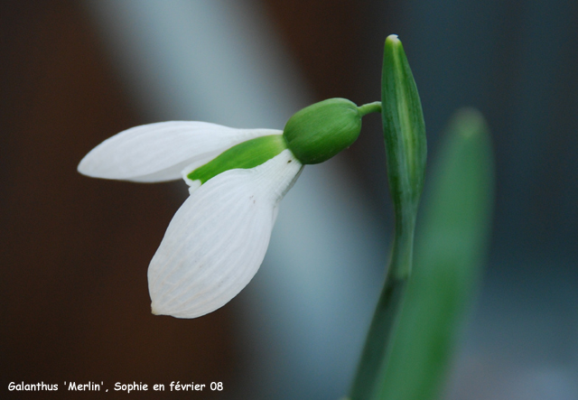 Galanthus 'Merlin'