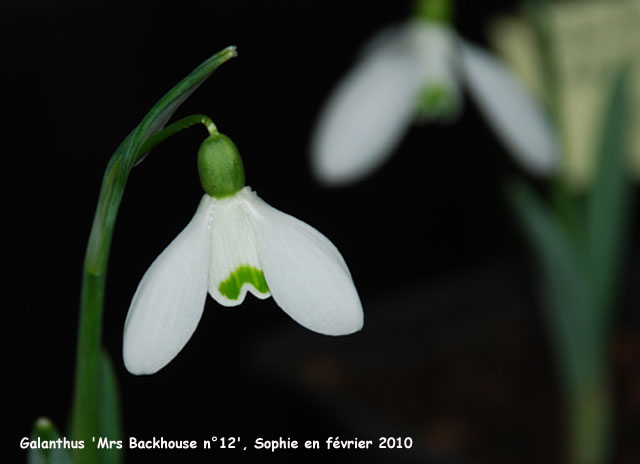 Galanthus 'Mrs. Backhouse n°12'