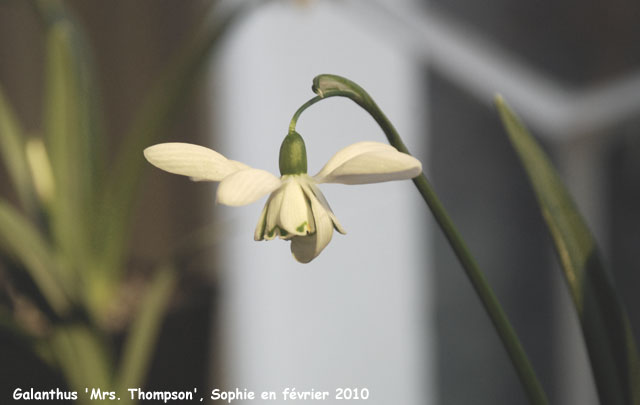 Galanthus 'Mrs. Thompson'