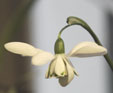 Galanthus 'Mrs Thompson'