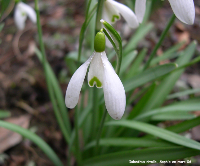 Galanthus nivalis