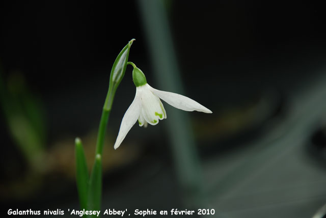 Galanthus nivalis 'Anglesey Abbey'