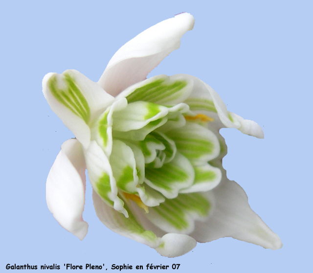 Galanthus nivalis f. pleniflorus 'Flore Pleno'