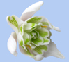 Galanthus nivalis f. pleniflorus 'Flore Pleno'