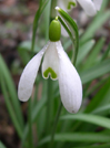 Galanthus nivalis 'Chrome yellow'