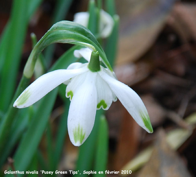 Galanthus ikariae 'Butt's Form'