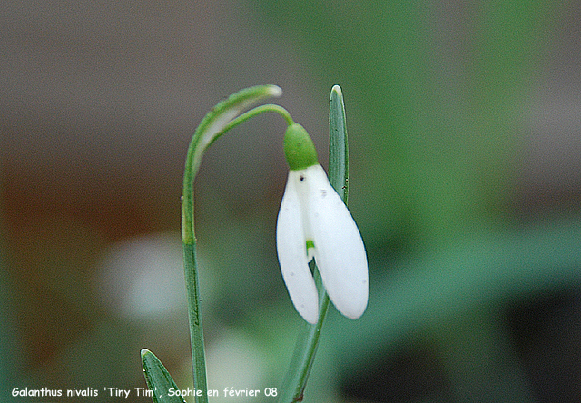 Galanthus nivalis 'Tiny Tim'