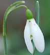Galanthus nivalis 'Tiny Tim'