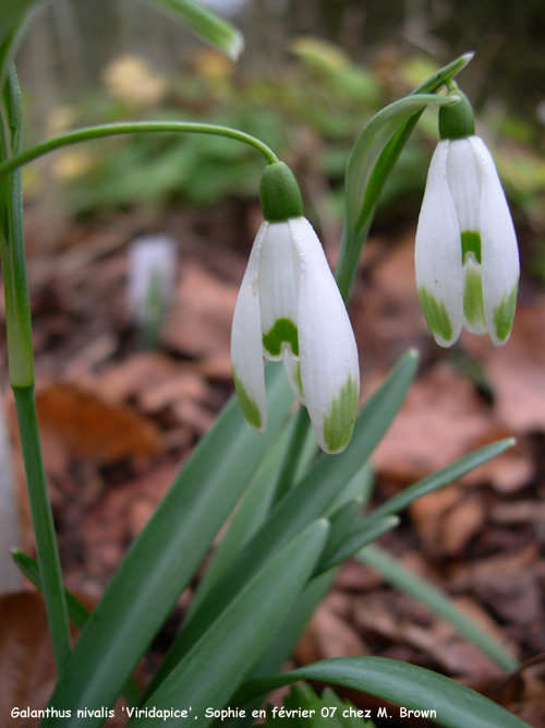 Galanthus nivalis 'Viridapice'