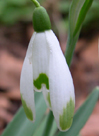 Galanthus  nivalis 'Viridapice'