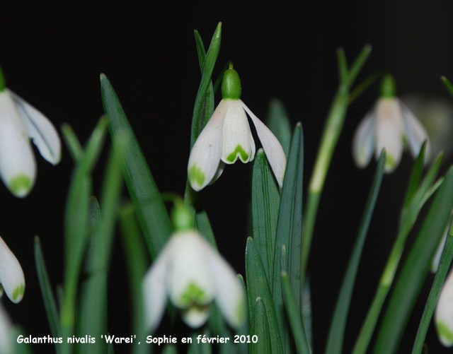 Galanthus nivalis 'Warei'