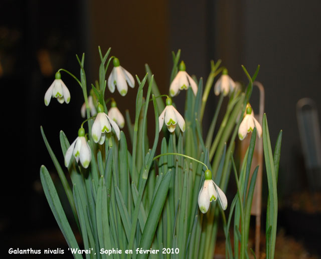 Galanthus nivalis 'Warei'