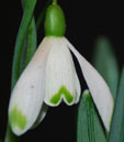 Galanthus nivalis 'Watrei'