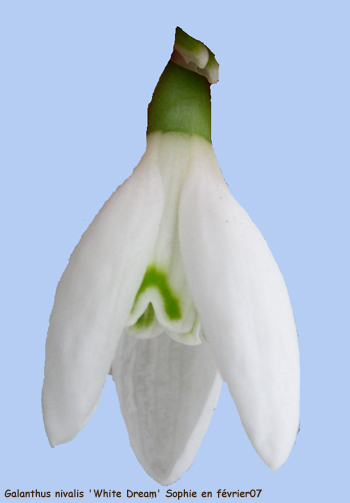 Galanthus nivalis 'White Dream'