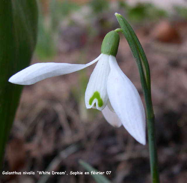 Galanthus nivalis 'White Dream'