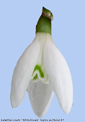 Galanthus nivals 'White Dream''