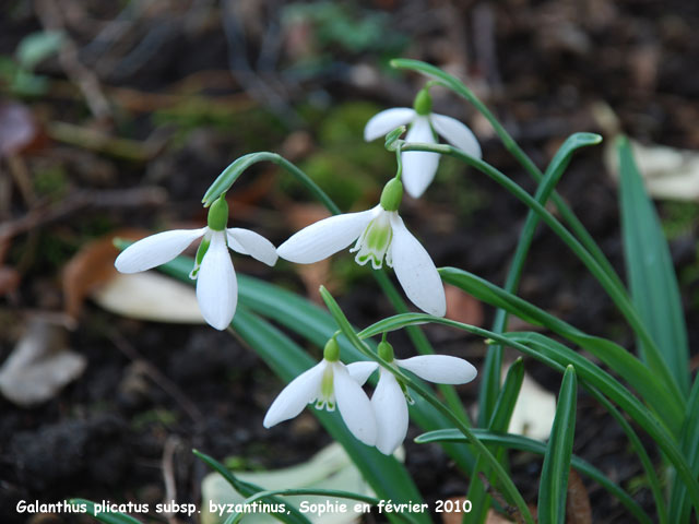 Galanthus plicatus subsp. byzantinus