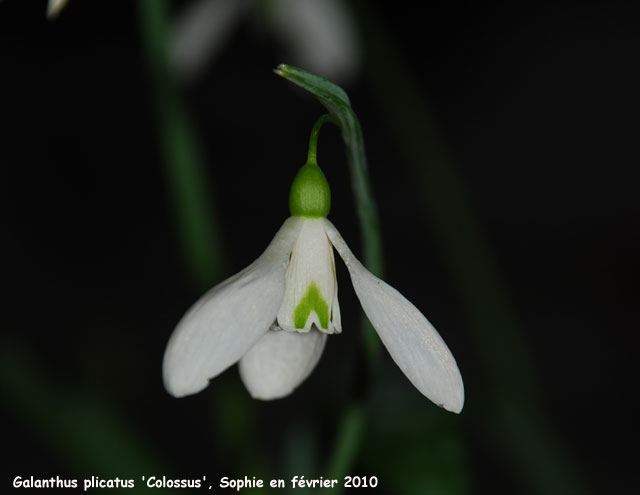 Galanthus plicatus 'Colossus'