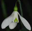 Galanthus plicatus 'Colossus'