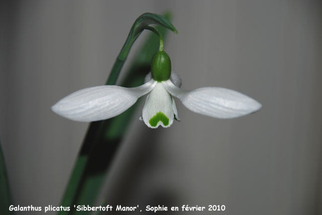 Galanthus plicatus 'Sibbertoft Manor'